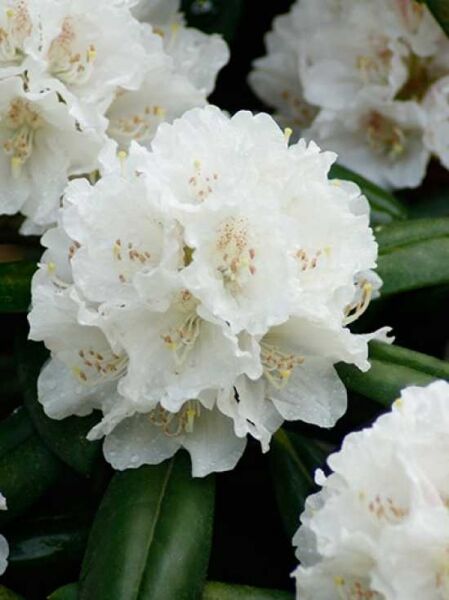 Rhododendron 'Falling Snow' / Rhododendron yakushimanum 'Falling Snow'
