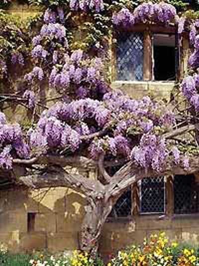 Blauregen - Wisteria sinensis 'Prolific' Dachform/Dachspalier - Baumschule  NewGarden