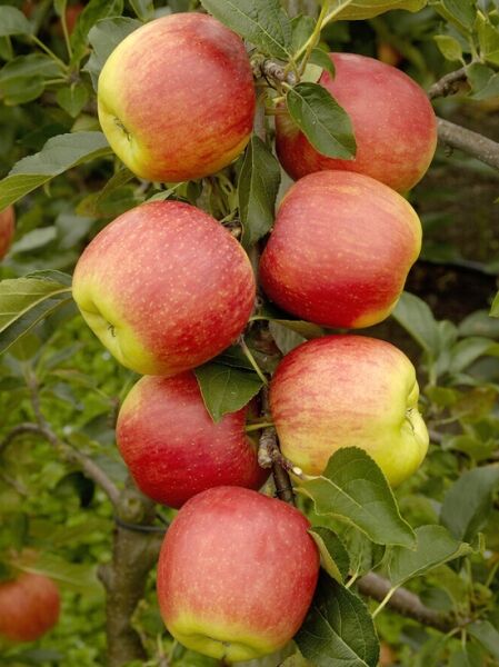 Malus domestica 'Delcorf' / Sommerapfel 'Delcorf' mit mehreren rot-gelblichen Äpfeln am Zweig mit grünen Blättern
