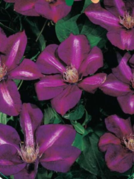 Waldrebe 'Firefly' / Clematis 'Firefly'