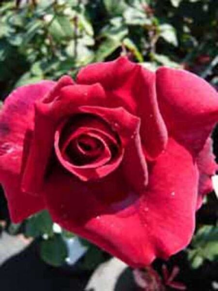 Edelrose 'Oklahoma' / Rosa 'Oklahoma ®'