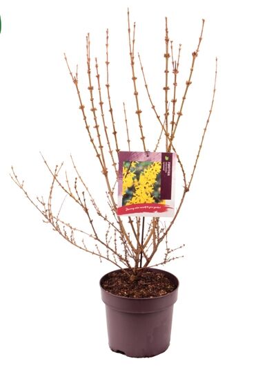 Forsythie 'Lynwood' / Goldglöckchen 'Lynwood' / Forsythia intermedia 'Lynwood'