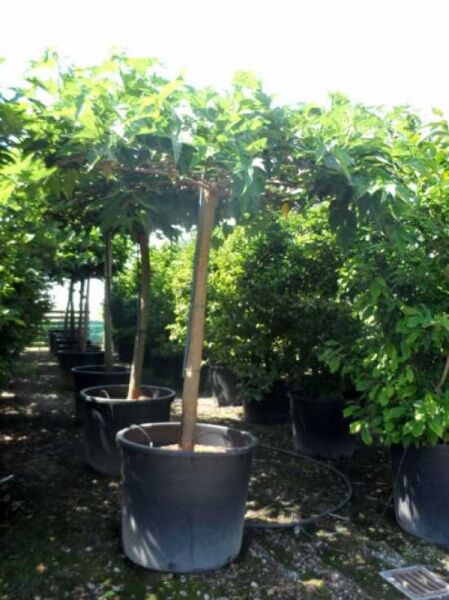 Platanenblättriger Maulbeerbaum 'Macrophylla' / Morus alba 'Macrophylla'