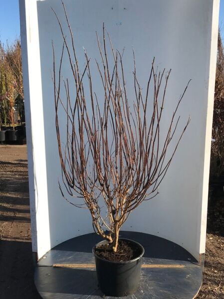 Rispen-Hortensie 'Phantom' (Hydrangea paniculata 'Phantom') 80-100 cm im C15-Topf, mehrtriebiger Strauch ohne Laub.