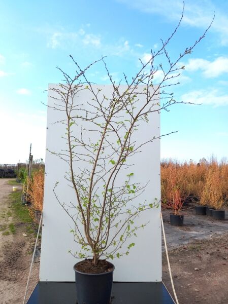 Parrotia persica (Eisenholzbaum) im Topf, mehrstämmiger Strauch mit dünnen Zweigen und frühem Austrieb, 175–200 cm, C35