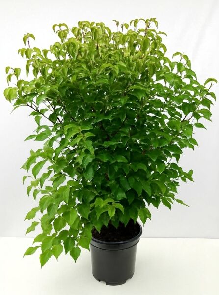 Chinesischer Blumen-Hartriegel (Cornus kousa var. chinensis) 100-125 cm C12, grünes Laub im schwarzen Pflanztopf.
