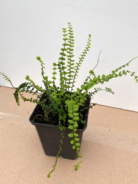 Braunstieliger Streifen-Farn (Asplenium trichomanes) Steinfeder im P9-Topf, grüne, gefiederte Wedel.
