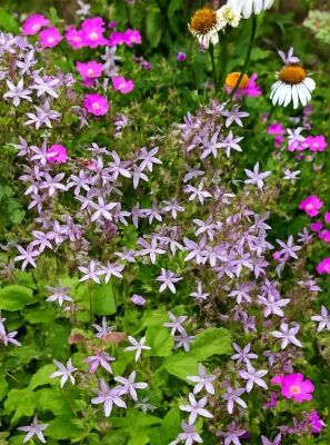 Hängepolster-Glockenblume 'Lisduggan'