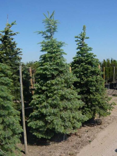 Abies concolor / Kolorado-Tanne