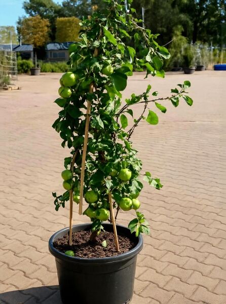 Chinesische Zierquitte (Chaenomeles speciosa) 'Nivalis' 100-125 cm C20, im Topf mit grünen Früchten und Laubtrieb