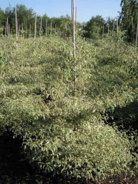 Cornus alternifolia 'Argentea' (Wechselblättriger Hartriegel) 125-150 cm m. B., mehrtriebiger Strauch mit panaschierten Blättern.