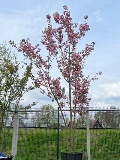 Japanische Nelken-Kirsche / Japanische Blütenkirsche 450-500 cm mehrstämmig / Prunus serrulata (874412)