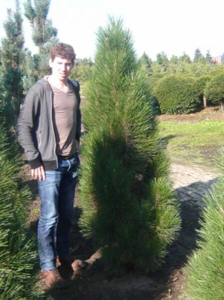 Pinus nigra 'Pyramidalis' / Säulenschwarzföhre