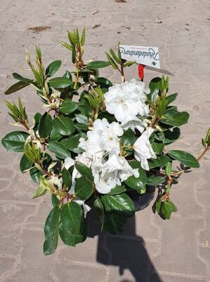 Rhododendron 'Dr. Rieger' - Rhododendron Hybride 'Dr. Rieger' - Baumschule  NewGarden