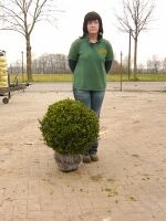 Buchsbaum 'Kugel' / Buxus sempervirens 'Kugel'