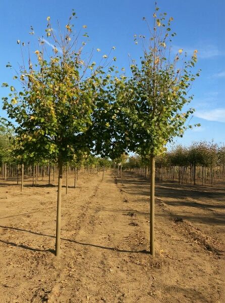 Tilia cordata 'Roelvo' / Winter-Linde 'Roelvo', Hochstamm 18-20 StU mit Drahtballen, Baum mit rundlicher Krone in Baumschule