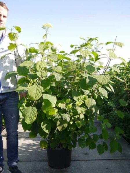 Schneeball-Hortensie / Strauch-Hortensie 'Grandiflora' / Schneeball-Hortensie / Strauch-Hortensie 'Grandiflora'