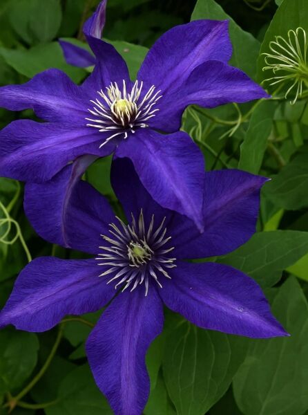 Waldrebe Clematis 'Kjell' (Clematis 'Kjell') mit zwei violettblauen Blüten und hellem Blütenzentrum, Nahaufnahme