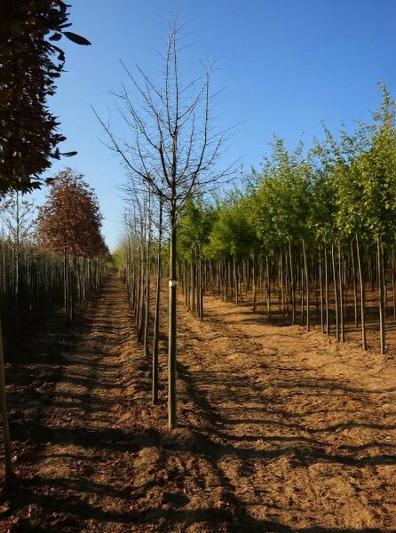 Crataegus monogyna (Eingriffeliger Weißdorn) Hochstamm 14-16 StU mit Drahtballen, freistehend mit verzweigter Krone.