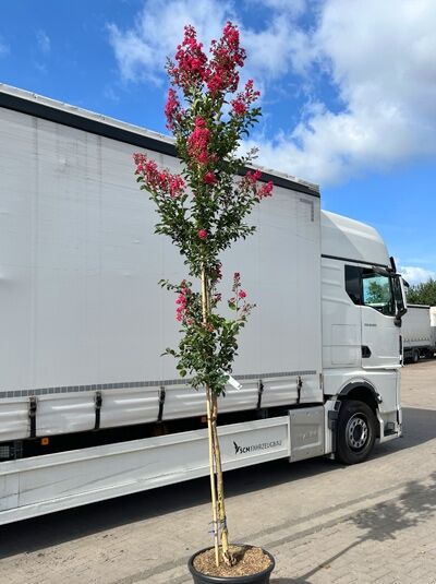 Indische Lagerströmie 'Tuscarora' / Lagerstroemia indica 'Tuscarora' (1577334) 100 cm Stamm (300-350 cm Gesamthöhe)