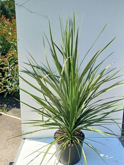 Keulenlilie - Cordyline australis