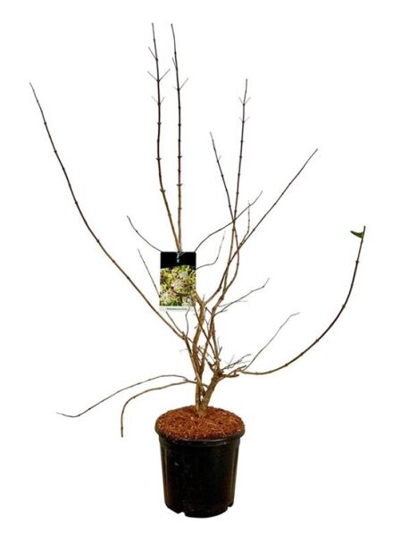 Sieben-Söhne-des-Himmels-Strauch / Heptacodium miconioides