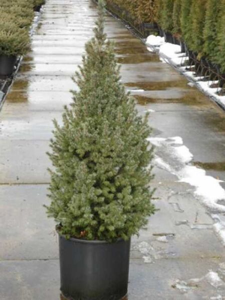 Picea glauca 'Sander's Blue' / Blaue Zwerg-Zuckerhut-Fichte 'Sander's Blue' 80-100 cm C10 im Topf, kegelförmig wachsend