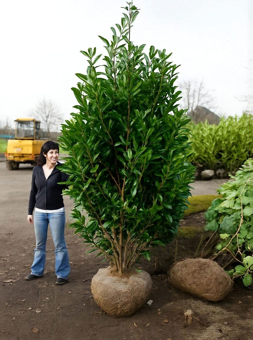 Kirschlorbeer 'Caucasica' - Prunus laurocerasus 'Caucasica' - Baumschule  NewGarden