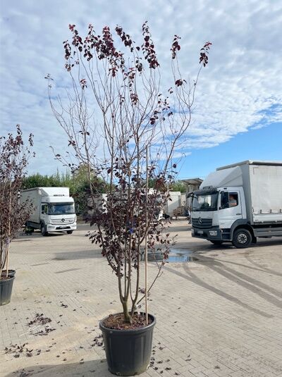 Blut-Pflaume 'Nigra' 350-400 cm mehrstämmig - Prunus cerasifera 'Nigra' (1577319)