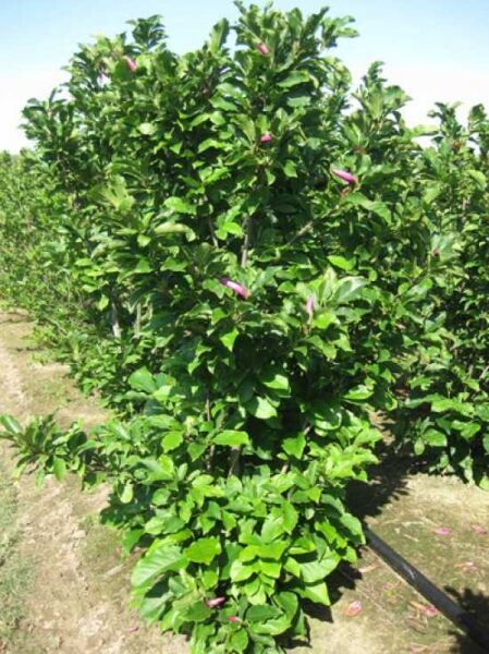 Magnolia liliiflora 'Susan' / Rote Tulpenmagnolie 'Susan', 200-250 cm, mehrtriebiger Strauch mit grünen Blättern und Knospen