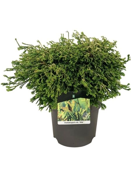 Gelbe Hinoki Scheinzypresse 'Gitte' / Chamaecyparis obtusa 'Gitte'