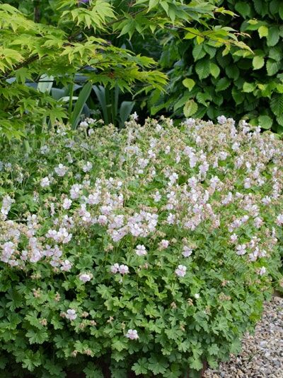 Storchschnabel / Cambridge-Garten-Storchschnabel 'Saint Ola' / Geranium x cantabrigiense 'Saint Ola'