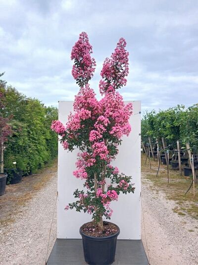 Indische Lagerströmie 'Rhapsody in Pink' - Lagerstroemia indica 'Rhapsody in Pink'