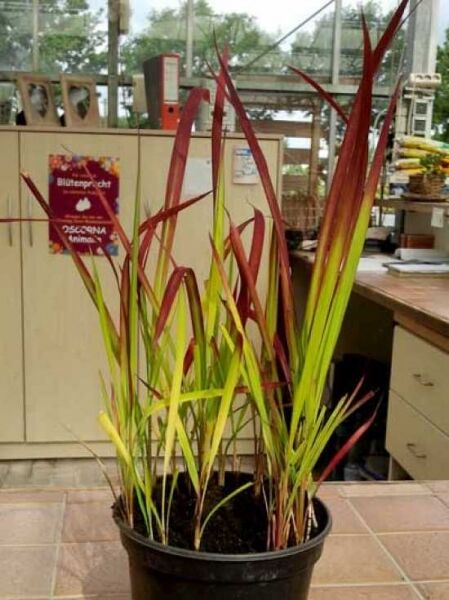Japanisches Blutgras 'Red Baron' (Imperata cylindrica) im Topf, Variante C1.5, schmale grüne Blätter mit roten Spitzen