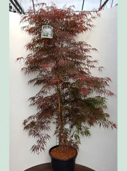 Acer palmatum 'Firecracker ®' / Japanischer Ahorn