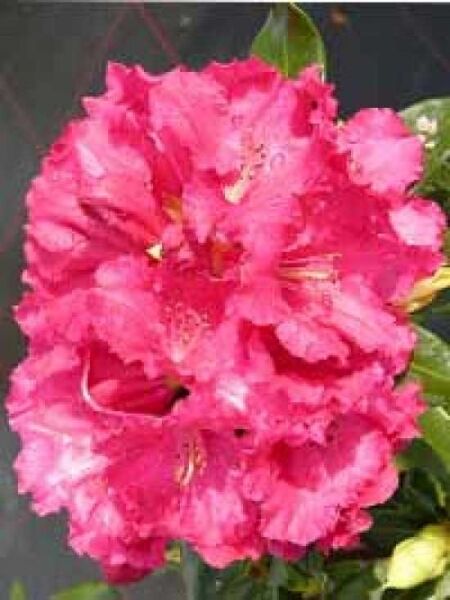 Rhododendron 'Markeeta's Prize' / Rhododendron Hybride 'Markeeta's Prize'