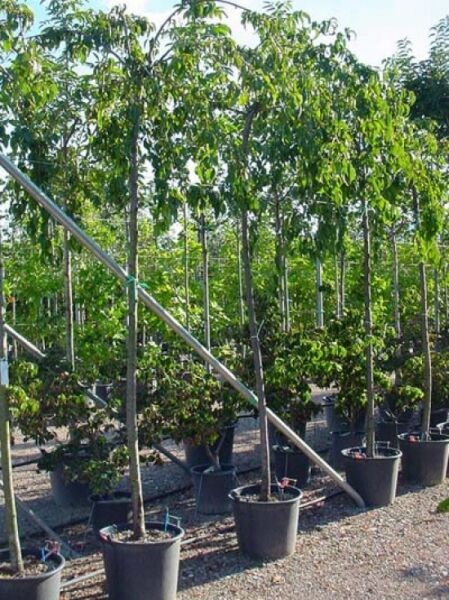 Prunus serrulata 'Kiku-Shidare' – Hängende Nelken-Kirsche, Hänge-Zierkirsche Hochstamm 12-14 StU im Container in Baumschule