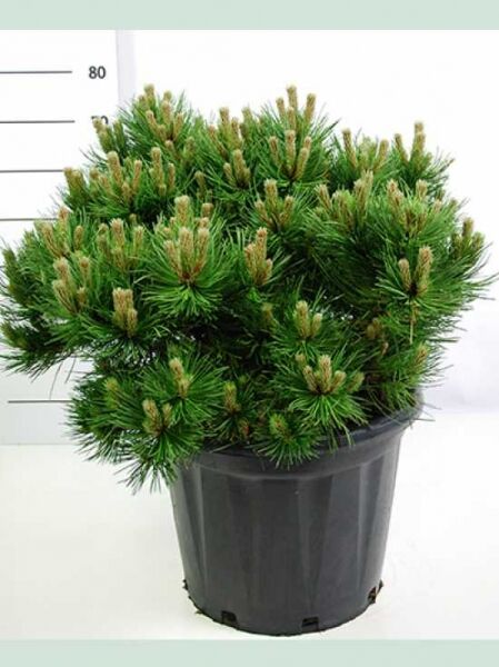 Schwarz-Kiefer 'Hornibrookiana' / Schwarz-Kiefer 'Hornibrookiana'