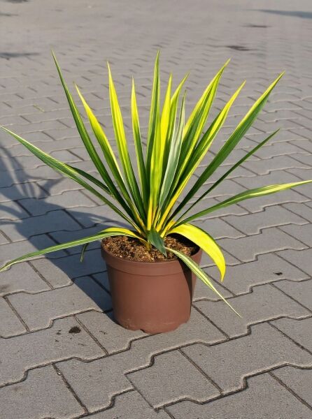 Yucca flaccida 'Golden Sword' / Palmlilie 'Golden Sword' 30-40 cm C5 im Topf, gelb-grün panaschierte, schwertförmige Blätter
