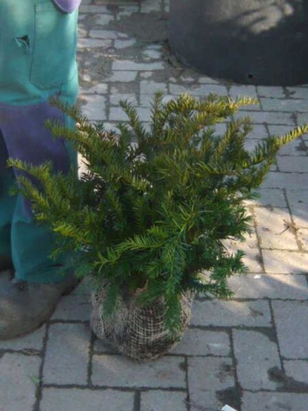 Kissen-Eibe / Tafel-Eibe / Kissen-Eibe / Tafel-Eibe