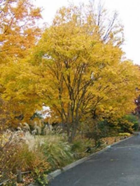 Cissusblättriger Ahorn / Acer cissifolium