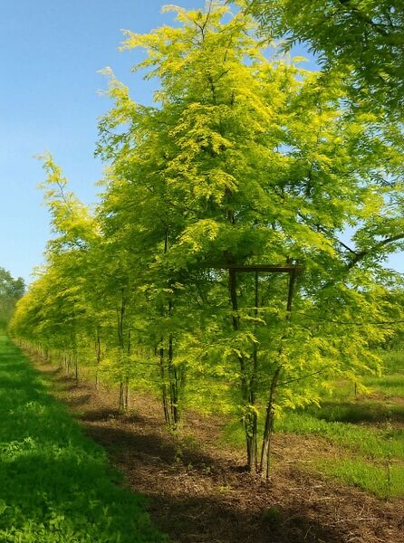 Gleditsia triacanthos 'Sunburst' / Gold-Gleditschie, mehrstämmig, Baum mit gelbgrünem Laub in Baumschulreihe.