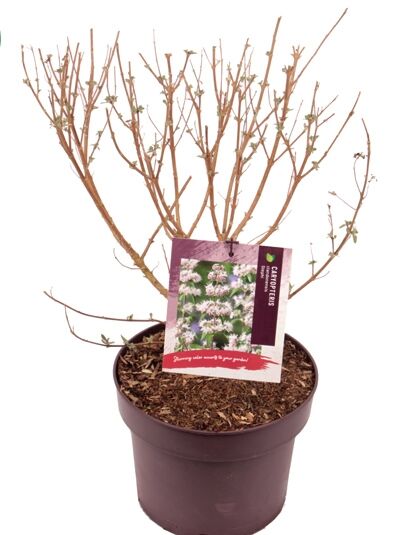 Bartblume 'Heavenly Blue' / Caryopteris clandonensis 'Heavenly Blue'