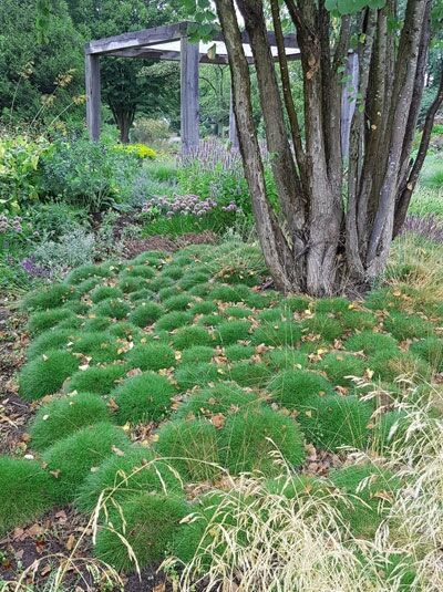 Zwergiger Bärenfell-Schwingel &#039;Pic Carlit&#039; / Festuca gautieri &#039;Pic Carlit&#039;