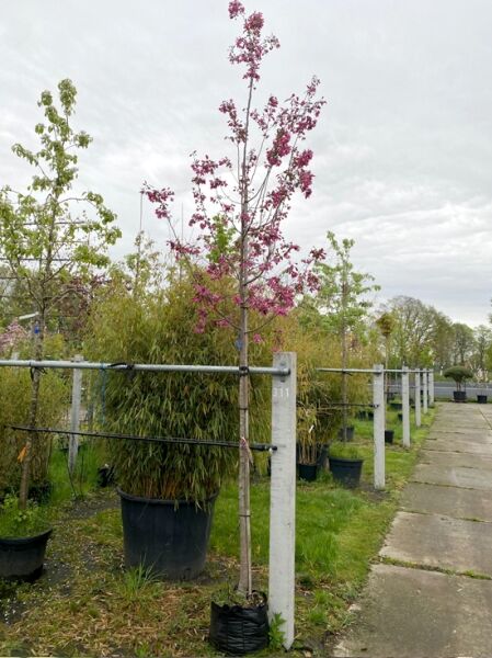 Zierapfel 'Liset' / Zierapfel 'Liset'