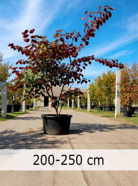 Amerikanischer Judasbaum 'Forest Pansy' 200-250 cm / Cercis canadensis 'Forest Pansy' (874827)