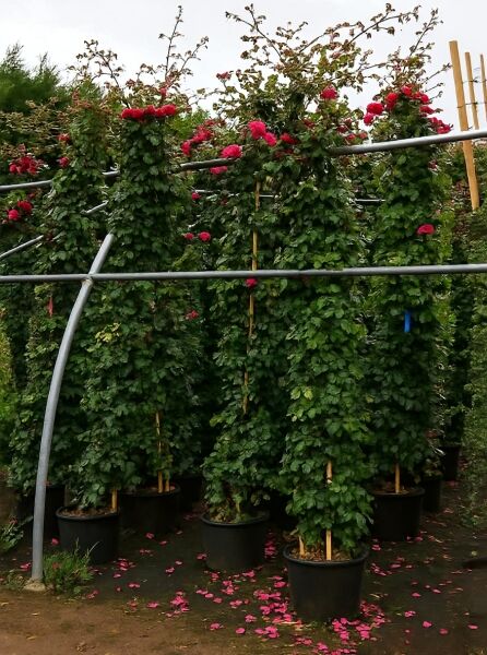 Rosa 'Laguna®' (Kletterrose 'Laguna') 175–200 cm C20, aufgebunden im Topf, mit dunkelgrünem Laub und pinkroten Blüten.