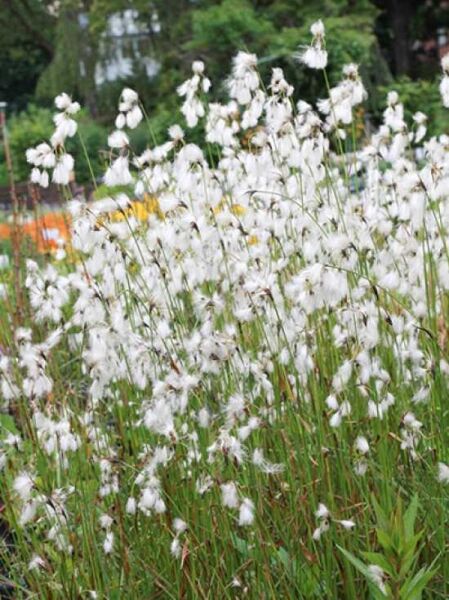 Breitblättriges Wollgras / Eriophorum latifolium