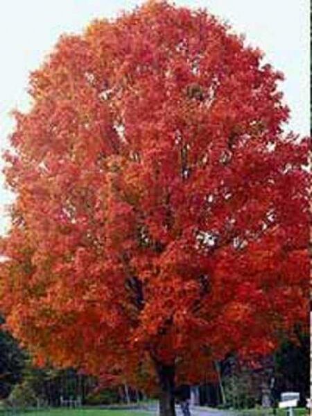 Silber-Ahorn / Acer saccharinum