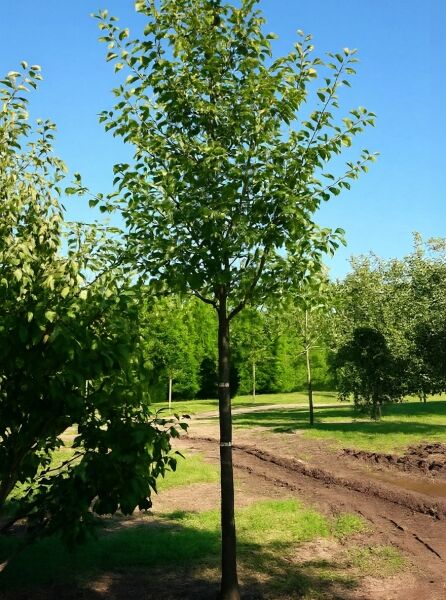 Apfel 'Gravensteiner' (Malus domestica 'Gravensteiner') Hochstamm, 25–30 cm StU, mit grünem Laub und Stammstütze.